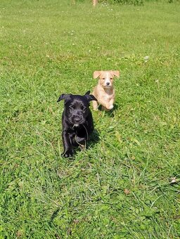 Šteniatka labradora x zlatého retrívra hľadajú domov - 10
