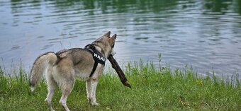 Sibírsky Husky - 10