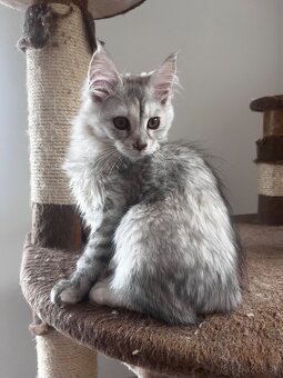 maciatko maine coon s PP Frost - 10