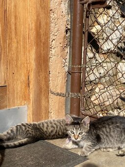 Darujem mačiatka - 10