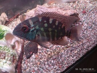 sermaprochilodus tanierus+mix - 10