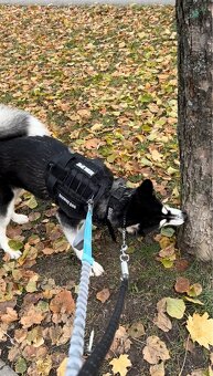Sibírsky husky Fenka - 10