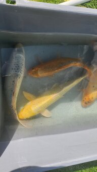 Predám Japonské butterfly koi kapre aj normálne - 10