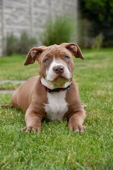 Šteniatka American Bully XL s pp na predaj - 10