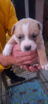 American Bully - 10