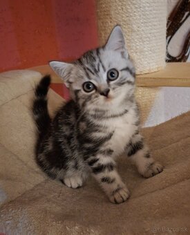 Britské whiskas mačiatka s PP - 10