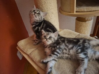 Britské whiskas mačiatka s PP - 10