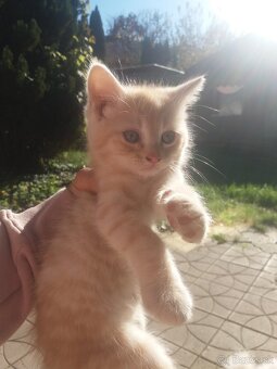 Perzské mačiatko - 10