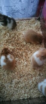 Sýrsky škrečok - 10