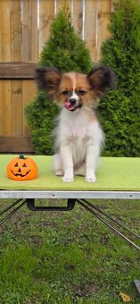 Papillon s rodokmeňom FCI - 10