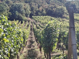 Vinohrad v Tokajskej oblasti - 10