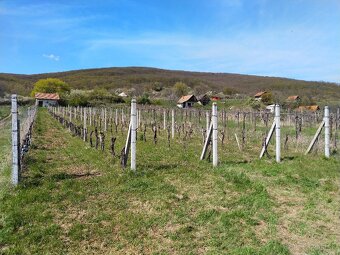 Pozemok - Vinice Čajkov - Sádovské - 10