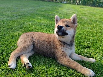 Shiba inu psýk s PP - 10