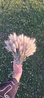Sušený zajačí chvost - Bunny tail grass - 10