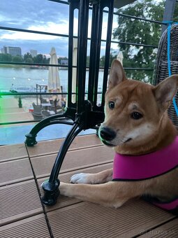 Shiba inu - 10