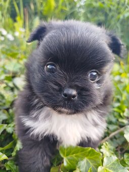 Pomeranian +nemecký špic - 10