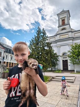 Fretka, mladé fretky na adopciu - 10