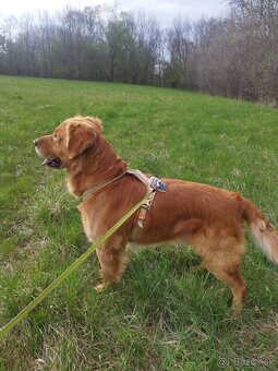 Zlatý retriever šteniatka - 10