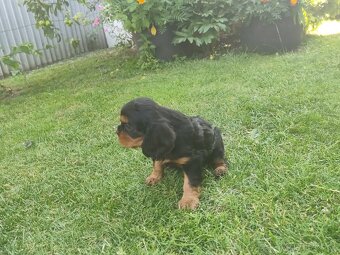 Šteniatka Cavalier king Charles španiel, kavalier - 10