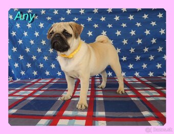 MOPS s PP. - 10
