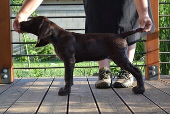 Fenka Nemeckého stavača drotosrstého - 10