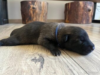 Belgický ovciak Malinois - 10