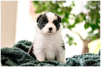Border Collie Border Kolia s PP FCI - 10