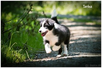 Border Collie Border Kolia s PP FCI - 10