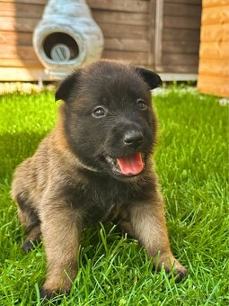 Belgický ovčiak - Malinois - 10