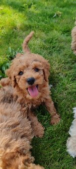 Maltipoo+maltipoo= maltipoo - 10