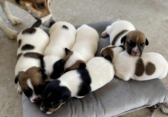 Jack Russel Terier - 10