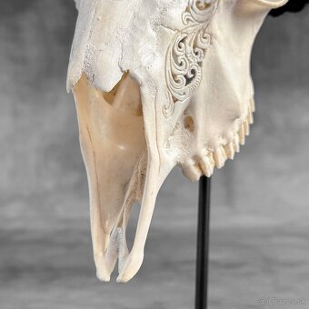 Autentická biela vyrezávaná lebka kozy - motív veľký lotos - 10