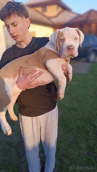 Šteniatka American Bully XL - 10