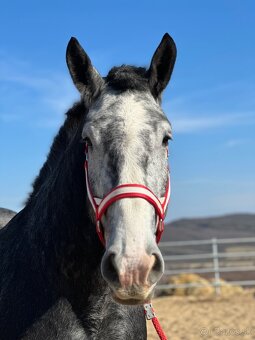 Valach na predaj - percheron - 10