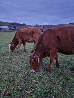 Predám jalovicku (jalovicu, teľa, býka, býčka ) za výhodnú - 10