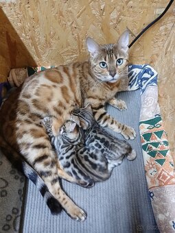 bengal bengalska macka bengalske maciatka - 10