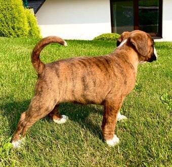 Nemecky boxer - 10