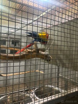 Kakadu inka , Ara arakanga - 10