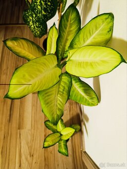 Ponúkam Zelenec, monstera minima, difenbachia - 10