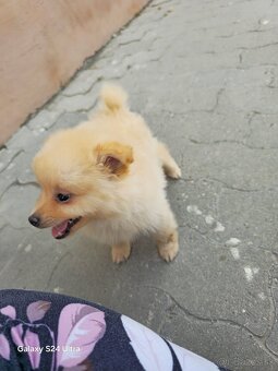 Pomeranian spic - 10