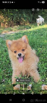 Pomeranian spic - 10