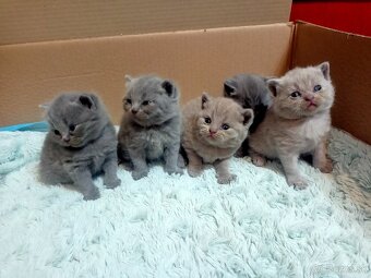 Britske maciatka - 10