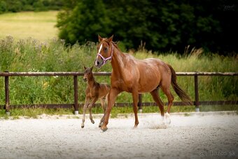 3v1 - březí klisna po grullo roan + silver dapple hřebeček - 10