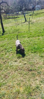Americky pitbullterier - 10
