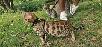 Bengalsky kocurik na krytie - 10