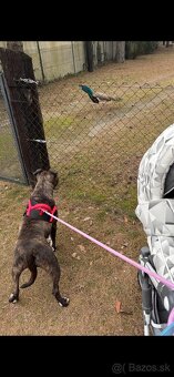 Americký stafordsirsky terier, Stafford, amstaf - 10