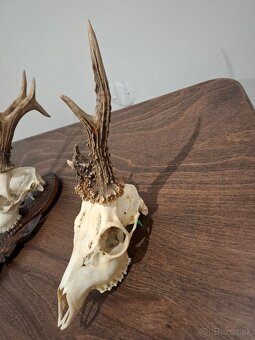 Srnec, parožie, trofeje - 10