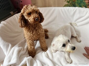 Maltipoo - šteniatko (chlapec) - 10
