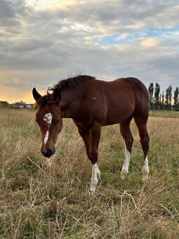 APH,Paint horse - kobyla - 10