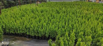 Vavrinovec, TUJA SMARAGD - 10